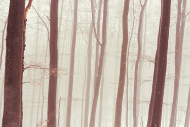 Photographie intitulée "Dreamy Forest" par Bilge Paksoylu, Œuvre d'art originale, Photographie numérique