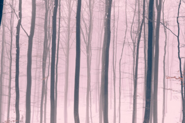 Fotografia zatytułowany „Dreamy Forest Photo…” autorstwa Bilge Paksoylu, Oryginalna praca, Fotografia cyfrowa