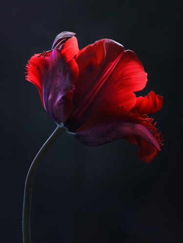 Digital Arts titled "Red Flower" by Bilge Paksoylu, Original Artwork, AI generated image