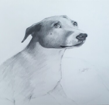 Painting titled "STRAY DOG" by Bilgehan Altinoglu, Original Artwork, Charcoal