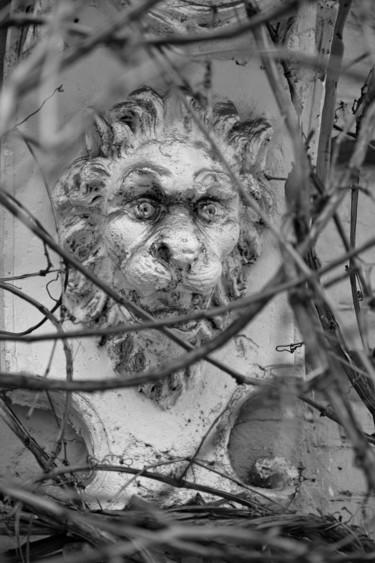 Fotografia zatytułowany „Lion” autorstwa Andrii Bilonozhko, Oryginalna praca, Fotografia cyfrowa