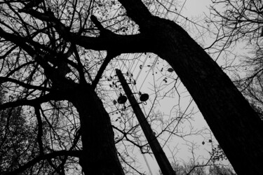 Fotografia zatytułowany „Branches” autorstwa Andrii Bilonozhko, Oryginalna praca, Fotografia cyfrowa