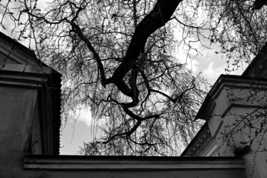 Fotografie mit dem Titel "Tree in the evening" von Andrii Bilonozhko, Original-Kunstwerk, Nicht bearbeitete Fotografie
