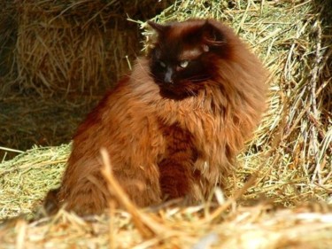 Digital Arts titled "Cat in Barn" by Bruce Black, Original Artwork