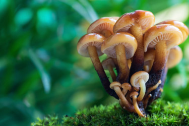Macrophotography. Mushrooms in the moss Photography titled "Macrophotography. M…" by Mariya Obidina, Original Art, Digital Photography