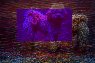 Photographie intitulée "Ultraviolet poodle" par Blame Mr Ken, Œuvre d'art originale, Photographie manipulée