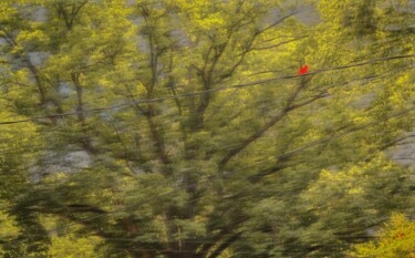 Fotografia zatytułowany „Red bird” autorstwa Blame Mr Ken, Oryginalna praca, Manipulowana fotografia