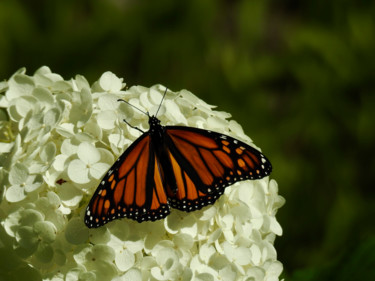 Photographie intitulée "Papillon monarque s…" par Pierre Desmarchais, Œuvre d'art originale, Photographie numérique