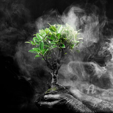 Fotografía titulada "Déforestation" por Blandine Legros, Obra de arte original, Fotografía digital