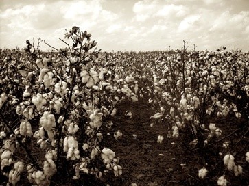Photographie intitulée "Entering the Cotton…" par Blew, Œuvre d'art originale