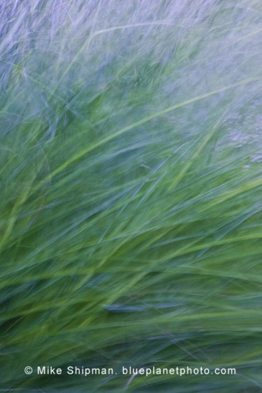 Fotografía titulada "Grass" por Mike Shipman, Obra de arte original
