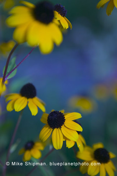 Photography titled "Black-eyed Susans" by Mike Shipman, Original Artwork