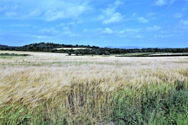 Фотография под названием "Fields of Scotland." - Boris Davidovich, Подлинное произведение искусства, Цифровая фотография
