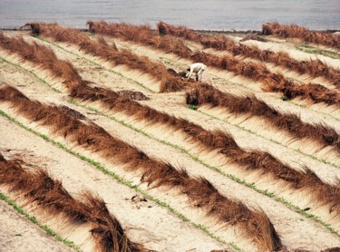 Фотография под названием "Rice Field. India" - Boris Davidovich, Подлинное произведение искусства