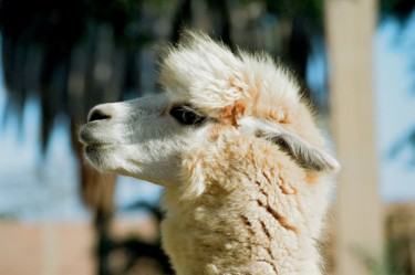 Фотография под названием "Beauty. Peru" - Boris Davidovich, Подлинное произведение искусства, Цифровая фотография