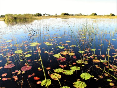Фотография под названием "Okavango Delta. Bot…" - Boris Davidovich, Подлинное произведение искусства, Цифровая фотография