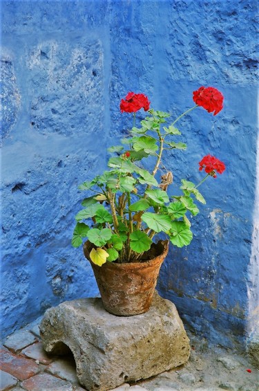 Photography titled "Geranium. №2. Peru" by Boris Davidovich, Original Artwork, Digital Photography