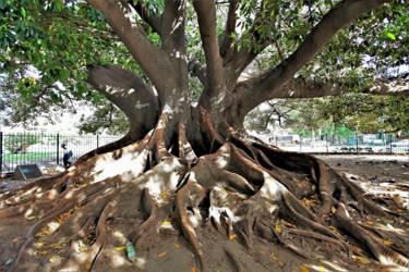 Фотография под названием "Tree. Buenos Aires.…" - Boris Davidovich, Подлинное произведение искусства, Цифровая фотография