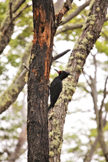 Photography titled "Woodpecker. Ushuaia…" by Boris Davidovich, Original Artwork, Digital Photography