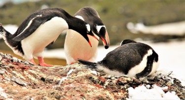 Photography titled "Antarctica.N12" by Boris Davidovich, Original Artwork