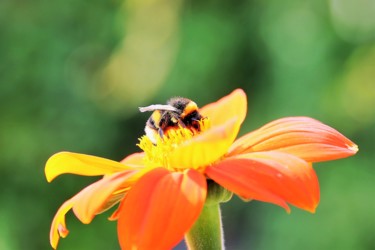 Фотография под названием "Bumblebee and Flowe…" - Boris Davidovich, Подлинное произведение искусства, Цифровая фотография Ус…