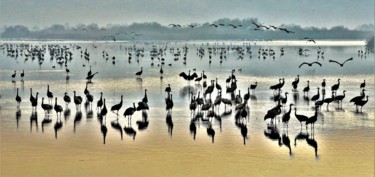 Fotografie mit dem Titel "Cranes. N2. Israel" von Boris Davidovich, Original-Kunstwerk, Digitale Fotografie
