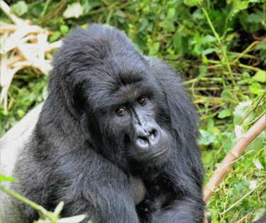 Фотография под названием "Mountain gorilla. №…" - Boris Davidovich, Подлинное произведение искусства