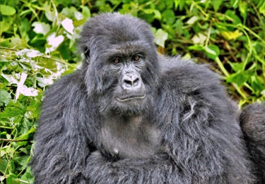 Фотография под названием "Mountain gorilla. №…" - Boris Davidovich, Подлинное произведение искусства