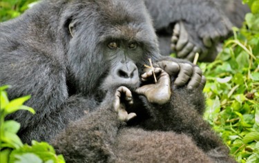 Photography titled "Mountain gorilla. N…" by Boris Davidovich, Original Artwork