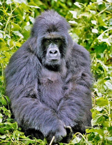 Photography titled "Mountain gorilla. №…" by Boris Davidovich, Original Artwork