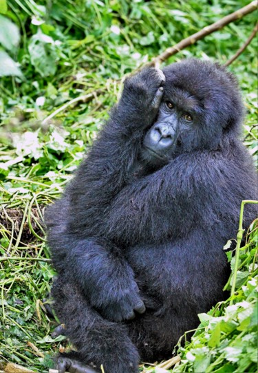 Photography titled "Mountain gorilla. N…" by Boris Davidovich, Original Artwork