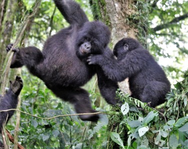 Фотография под названием "Mountain Gorillas (…" - Boris Davidovich, Подлинное произведение искусства