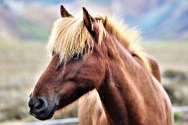 Photography titled "She. Iceland" by Boris Davidovich, Original Artwork