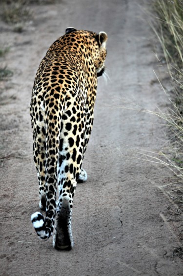 Фотография под названием "Outgoing. Leopard.…" - Boris Davidovich, Подлинное произведение искусства