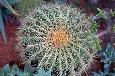 Фотография под названием "From cactus life. H…" - Boris Davidovich, Подлинное произведение искусства, Цифровая фотография