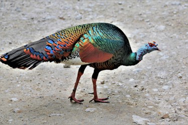 Fotografia zatytułowany „Close-up. Tikal. #1…” autorstwa Boris Davidovich, Oryginalna praca, Fotografia cyfrowa