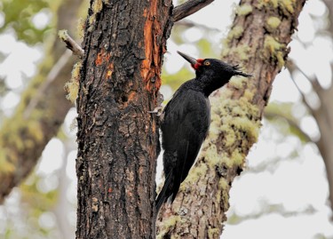 Photography titled "Woodpecker. Close-u…" by Boris Davidovich, Original Artwork, Digital Photography