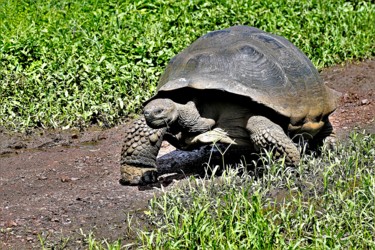 Photography titled "Purposeful. Galapag…" by Boris Davidovich, Original Artwork, Digital Photography