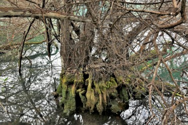 Photography titled "Tree and water. Gal…" by Boris Davidovich, Original Artwork, Manipulated Photography