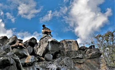 Фотография под названием "Cormorant. Galapago…" - Boris Davidovich, Подлинное произведение искусства, Цифровая фотография