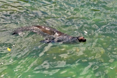 Фотография под названием "Fur Seal. Galapagos…" - Boris Davidovich, Подлинное произведение искусства, Цифровая фотография