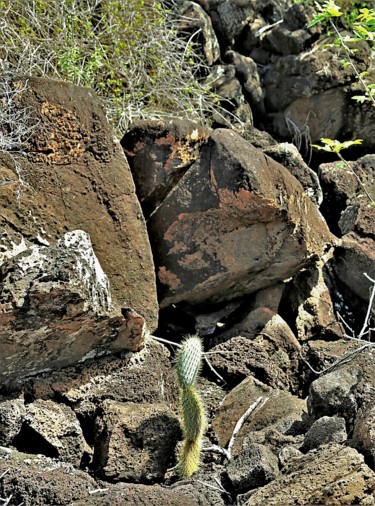 Fotografie getiteld "Brave little cactus…" door Boris Davidovich, Origineel Kunstwerk, Digitale fotografie