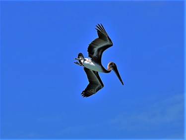 Fotografie getiteld "Pelican in flight.…" door Boris Davidovich, Origineel Kunstwerk, Digitale fotografie