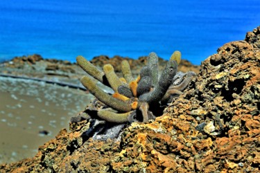 Фотография под названием "Galapagos Islands.…" - Boris Davidovich, Подлинное произведение искусства, Цифровая фотография