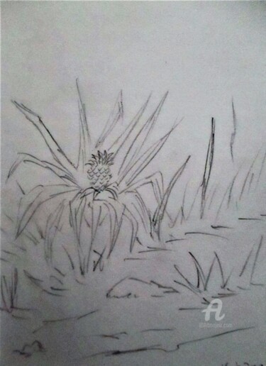 Drawing titled "Plantation d' ananas" by Roberto Urbano, Original Artwork, Pencil