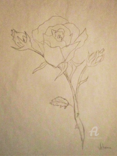 Drawing titled "Rose blanche." by Roberto Urbano, Original Artwork, Pencil