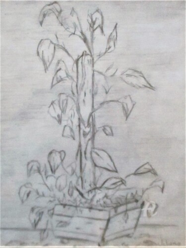 Dessin intitulée "Plante Grasse." par Roberto Urbano, Œuvre d'art originale, Crayon