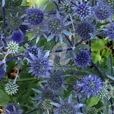 Fotografie mit dem Titel "blaue Blume" von Bogner Eva, Original-Kunstwerk, Digitale Fotografie