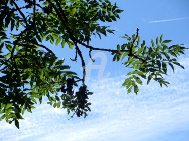 Photographie intitulée "feuilles en ciel" par Jean Louis Boguet, Œuvre d'art originale