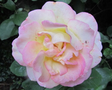 Photographie intitulée "rose d'antan" par Jean Louis Boguet, Œuvre d'art originale